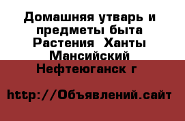 Домашняя утварь и предметы быта Растения. Ханты-Мансийский,Нефтеюганск г.